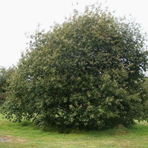 Саженец ивы Козьей (вербы плакучей)