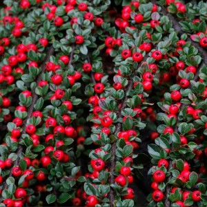 Саженец кизильника горизонтального Урсинов