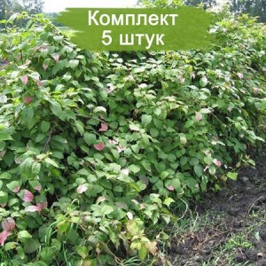 Саженцы актинидии крупноплодной без сорта -  комплект 5 шт.