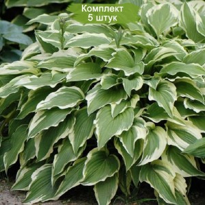 Саженцы хосты гибридной Моерхейм (Moerheim) -  комплект 5 шт.