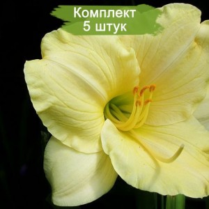 Саженцы лилейника Лонгфилдз Перл (Longfields Pearl) -  комплект 5 шт.