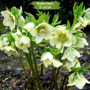 Саженцы морозника Кавказского -  комплект 5 шт.