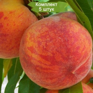 Саженцы персика колоновидного Медовый -  комплект 5 шт.