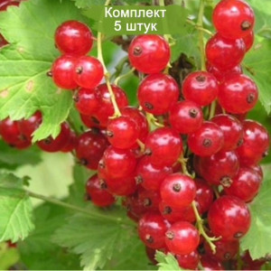 Саженцы красной смородины Натали -  комплект 5 шт.