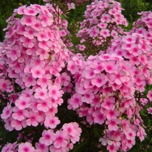 Саженец флокса Мисс Пеппер (Miss Pepper)