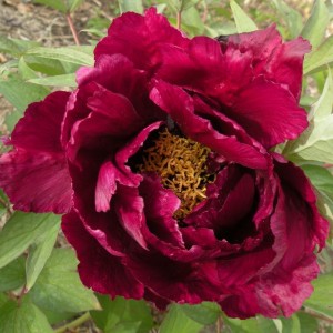 Саженец пиона древовидного Darkest Jade