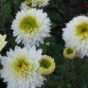 Саженец среднецветковой хризантемы Инга (Inga) (Белая с желтозеленой серединой )