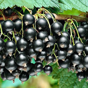 Саженцы черной смородины оптом (от 200 шт.)