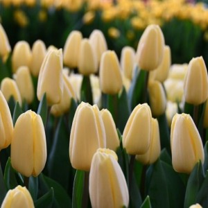 Луковица тюльпана Крем Фрэш (Creme Fraiche)