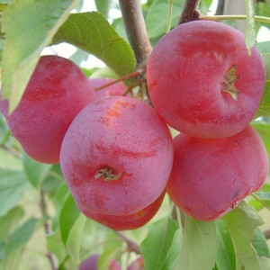 Саженец яблони колоновидной красноцветковой Розовая Сказка