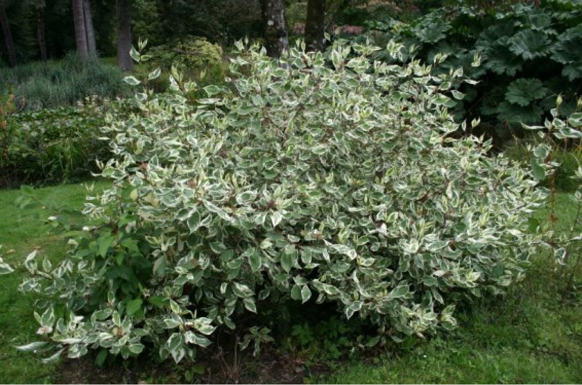 Дерна белая. Дерен белый Cornus Alba elegantissima. Дерен белый 'elegantissima'. Дерен вариегатный.